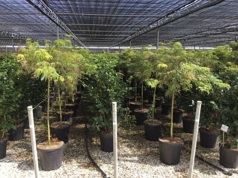 Japanse Esdoorn Op Stam (Acer Palmatum 'Viridis') 3 Japanse Esdoorn Op Stam (Acer Palmatum 'Viridis')