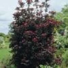 Rode Esdoorn Beveerd (Acer Platanoides 'Crimson Sentry') -DIRECTPLANT Winkel acer platanoides crimson sentry02 1