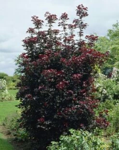 Rode Esdoorn Beveerd (Acer Platanoides 'Crimson Sentry')