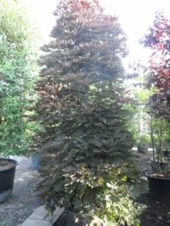 Rode Esdoorn Beveerd (Acer Platanoides 'Crimson Sentry') -DIRECTPLANT Winkel acer platanoides crimson sentry 250 300 c240