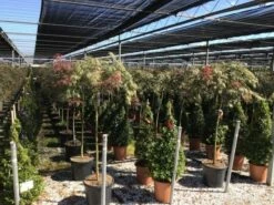 Japanse Esdoorn Op Stam (Acer Palmatum 'Tamuke Yama') -DIRECTPLANT Winkel acer rossi palm. diss. tamukeyama halfstam 1