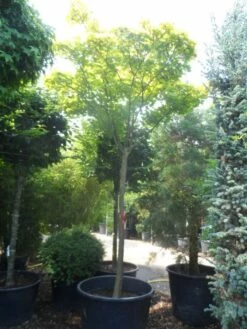 Japanse Esdoorn (Acer Shirasawanum 'Aureum') -DIRECTPLANT Winkel acer shirasawanum aureum 20 25ho c350 1