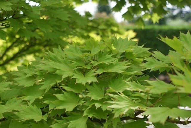 Japanse Esdoorn (Acer Shirasawanum 'Aureum') 5 Japanse Esdoorn (Acer Shirasawanum 'Aureum') - Afbeelding 3