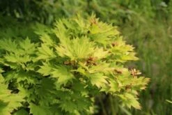 Japanse Esdoorn (Acer Shirasawanum 'Aureum') -DIRECTPLANT Winkel acer shirasawanum aureum 3 1