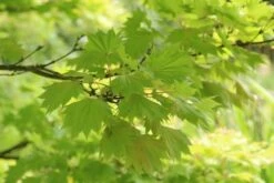 Japanse Esdoorn (Acer Shirasawanum 'Aureum') -DIRECTPLANT Winkel acer shirasawanum aureum 4 1
