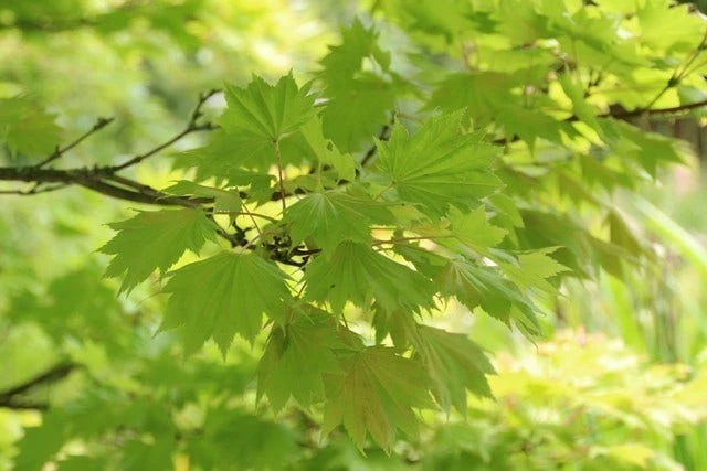 Japanse Esdoorn (Acer Shirasawanum 'Aureum') 7 Japanse Esdoorn (Acer Shirasawanum 'Aureum') - Afbeelding 5