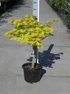 Japanse Esdoorn (Acer Shirasawanum 'Aureum') 21 Japanse Esdoorn (Acer Shirasawanum 'Aureum') -DIRECTPLANT Winkel acer shirasawanum aureum c12