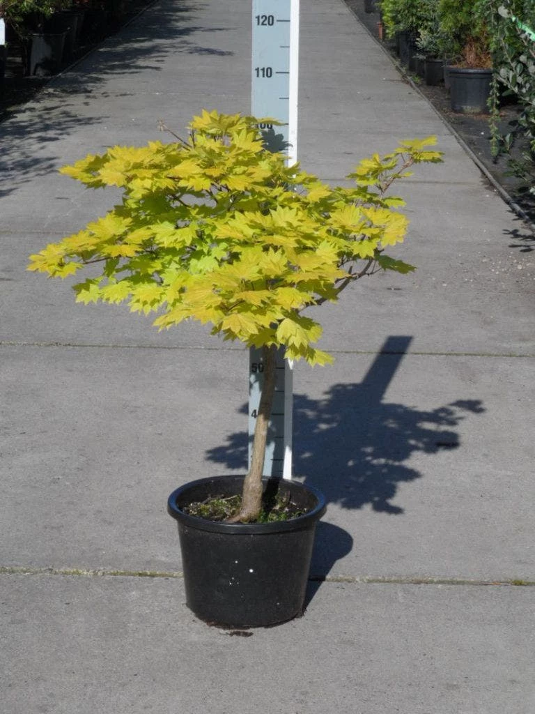Japanse Esdoorn (Acer Shirasawanum 'Aureum') 12 Japanse Esdoorn (Acer Shirasawanum 'Aureum') - Afbeelding 10