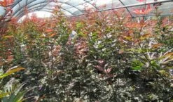 Japanse Esdoorn (Acer Palmatum 'Skeeter's Broom') 9 Japanse Esdoorn (Acer Palmatum 'Skeeter's Broom') -DIRECTPLANT Winkel acer skeeters broom