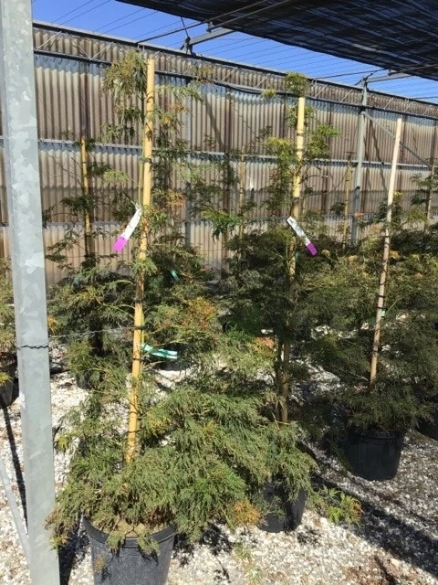 Japanse Esdoorn (Acer Palmatum 'Viridis') 5 Japanse Esdoorn (Acer Palmatum 'Viridis') - Afbeelding 3