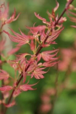 Japanse Esdoorn (Acer Palmatum 'Wilson's Pink Dwarf') -DIRECTPLANT Winkel acer wilsons pink dwarf 1