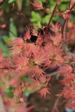 Japanse Esdoorn (Acer Palmatum 'Wilson's Pink Dwarf') -DIRECTPLANT Winkel acer wilsons pink dwarf 3 1