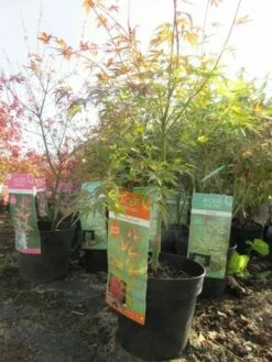 Japanse Esdoorn (Acer Palmatum 'Wilson's Pink Dwarf') -DIRECTPLANT Winkel acerpinkdwarf01 1