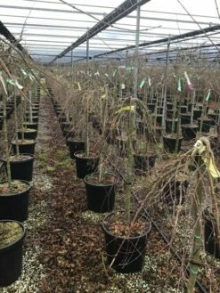 Japanse Esdoorn Op Stam (Acer Palmatum 'Ryusen') -DIRECTPLANT Winkel acerryusen01