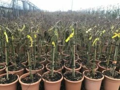 Japanse Esdoorn Op Stam (Acer Palmatum 'Ryusen') -DIRECTPLANT Winkel acerryusen02