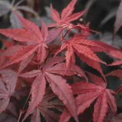 Japanse Esdoorn (Acer Palmatum 'Atropurpureum') -DIRECTPLANT Winkel acpatrop 9 1