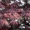 Japanse Esdoorn (Acer Palmatum 'Bloodgood') -DIRECTPLANT Winkel acpblood 12 1