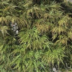 Japanse Esdoorn (Acer Palmatum 'Dissectum') -DIRECTPLANT Winkel acpdisse 11 1