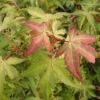 Japanse Esdoorn (Acer Palmatum 'Katsura') -DIRECTPLANT Winkel acpkatsu 1
