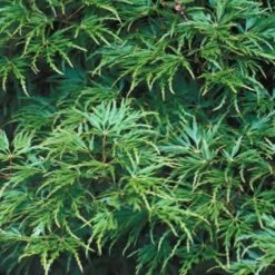 Japanse Esdoorn (Acer Palmatum 'Seiryu') -DIRECTPLANT Winkel acpseiry 6 1
