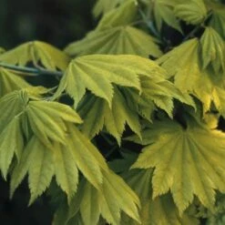 Japanse Esdoorn (Acer Shirasawanum 'Aureum') -DIRECTPLANT Winkel acsaureu 8 1