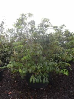 Herfstpaardenkastanje (Aesculus Parviflora) -DIRECTPLANT Winkel aesculus parviflora 175 200 250 c500