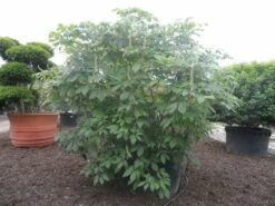 Herfstpaardenkastanje (Aesculus Parviflora) -DIRECTPLANT Winkel aesculus parviflora 250 300 c1000