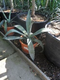 Agave (Agave Americana) -DIRECTPLANT Winkel agave americana c20 40 60