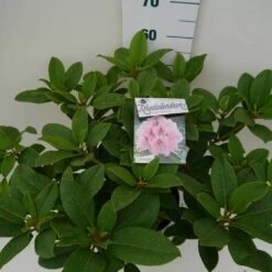 Rhododendron (Rhododendron 'Albert Schweitzer') -DIRECTPLANT Winkel albert schweitzer c7.5 boven