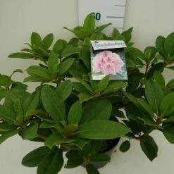 Rhododendron (Rhododendron 'Albert Schweitzer') -DIRECTPLANT Winkel albert schweitzer c7.5 zij 2