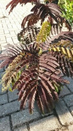 Perzische Slaapboom Als Struik (Albizia 'Summer Chocolate') -DIRECTPLANT Winkel albizia jul. summer chocolate 2