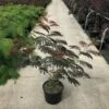 Albizia Als Struik (Albizia Julibrissin ‘Evey’s Pride’) -DIRECTPLANT Winkel albizia julibr. evey s pride c20 1 1