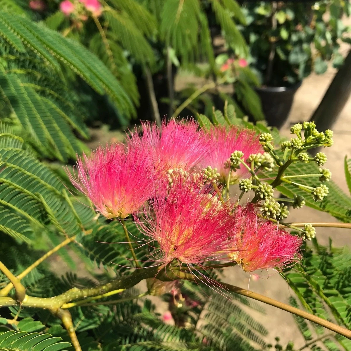 Perzische Slaapboom Als Struik (Albizia Julibrissin 'Ombrella') 3 Perzische Slaapboom Als Struik (Albizia Julibrissin 'Ombrella')
