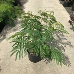 Perzische Slaapboom Als Struik (Albizia Julibrissin 'Ombrella') 10 Perzische Slaapboom Als Struik (Albizia Julibrissin 'Ombrella') -DIRECTPLANT Winkel albizia julibr. ombrella c20 1