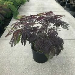 Perzische Slaapboom Als Struik (Albizia 'Summer Chocolate') -DIRECTPLANT Winkel albizia julibr. summer chocolate c20
