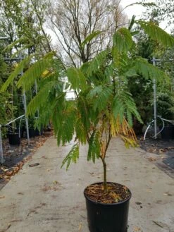 Perzische Slaapboom Als Struik (Albizia Julibrissin 'Ombrella') 11 Perzische Slaapboom Als Struik (Albizia Julibrissin 'Ombrella') -DIRECTPLANT Winkel albizia ombrella