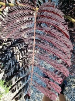 Perzische Slaapboom Als Struik (Albizia 'Summer Chocolate') -DIRECTPLANT Winkel albizia summer chocalate 125cm 1