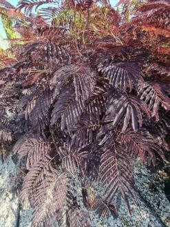 Perzische Slaapboom Als Struik (Albizia 'Summer Chocolate') -DIRECTPLANT Winkel albizia summer chocalate 125cm 3