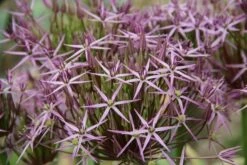 DIRECTPLANT Winkel 23 Sierui (Allium Albopilosum 'Christophii')