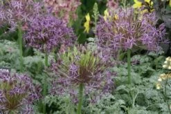 DIRECTPLANT Winkel -DIRECTPLANT Winkel allium christophii artemissia 1