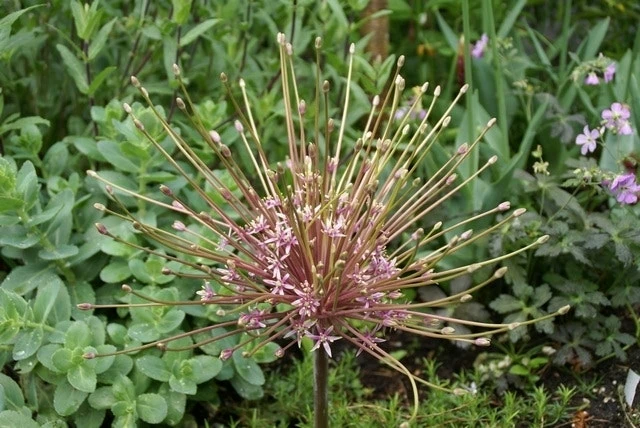 Sierui (Allium Schubertii) 3 Sierui (Allium Schubertii)