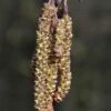 Zwarte Els, Bosplantsoen (Alnus Glutinosa) -DIRECTPLANT Winkel alnus glutinosa 01