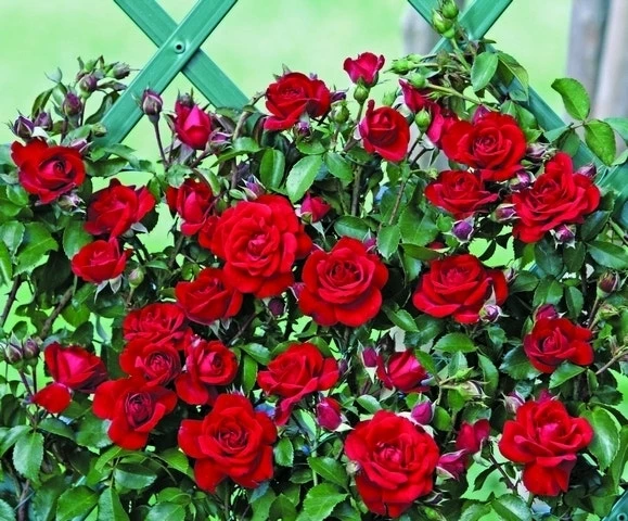 Klimroos (Rosa 'Amadeus') 3 Klimroos (Rosa 'Amadeus')