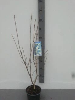 Krentenboom (Amelanchier Laevis 'Ballerina') 9 Krentenboom (Amelanchier Laevis 'Ballerina') -DIRECTPLANT Winkel amelanchier ballerina