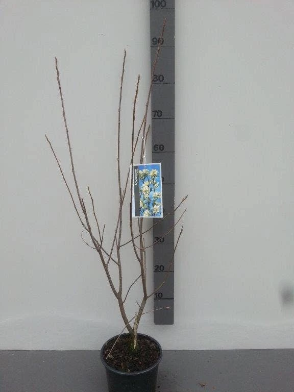 Krentenboom (Amelanchier Laevis 'Ballerina') 6 Krentenboom (Amelanchier Laevis 'Ballerina') - Afbeelding 4