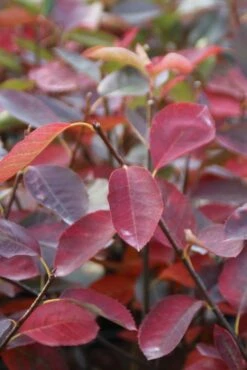 Krentenboom (Amelanchier Laevis 'Ballerina') 7 Krentenboom (Amelanchier Laevis 'Ballerina') -DIRECTPLANT Winkel amelanchier ballerina 2