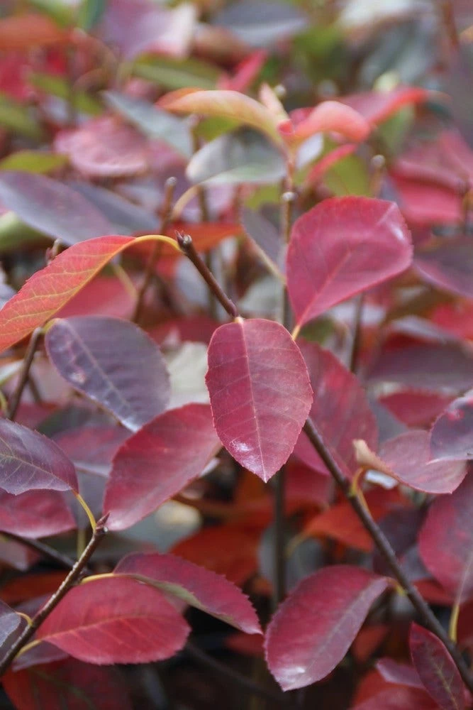 Krentenboom (Amelanchier Laevis 'Ballerina') 4 Krentenboom (Amelanchier Laevis 'Ballerina') - Afbeelding 2