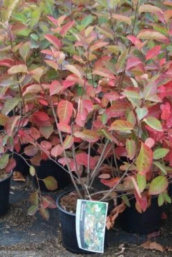 Krentenboom Als Struik (Amelanchier Lamarckii) 12 Krentenboom Als Struik (Amelanchier Lamarckii) -DIRECTPLANT Winkel amelanchier lamarckii 3 1