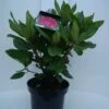 Rhododendron (Rhododendron 'American Beauty') -DIRECTPLANT Winkel american beauty c5 voor 1