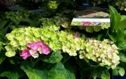 Hortensia (Hydrangea 'Magical Jewel Pink') 7 Hortensia (Hydrangea 'Magical Jewel Pink') -DIRECTPLANT Winkel amethyst01c 2